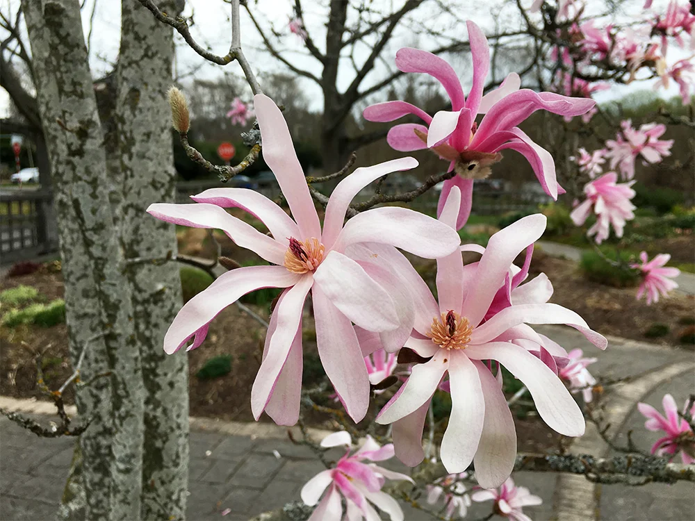 Another Perfect Plant: Magnolia x loebneri 'Leonard Messel' — Land